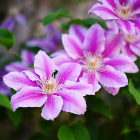 Clematis 'Piilu'