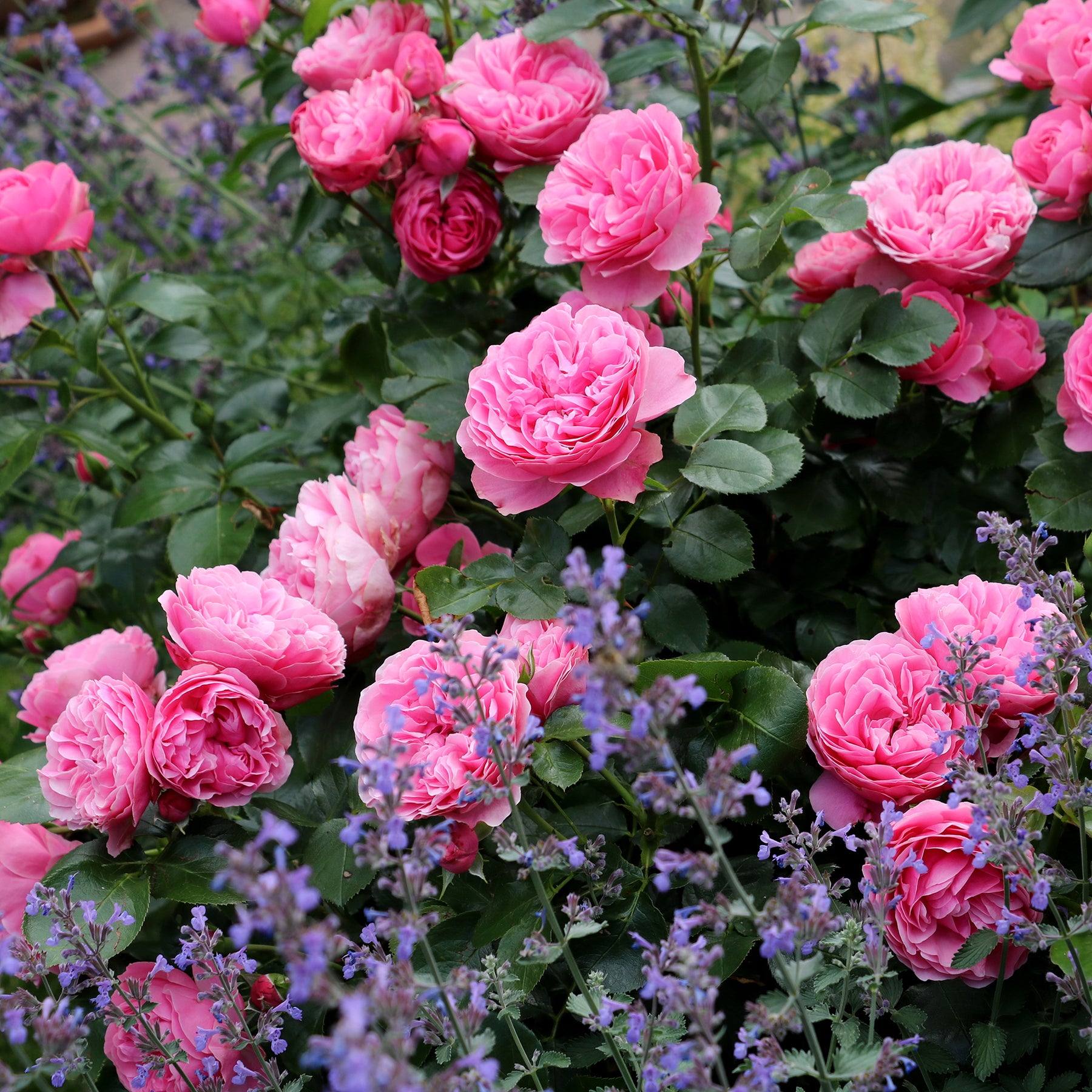Rose 'Leonardo da Vinci' - Rosa floribunda Leonardo Da Vinci ® Meideauri - Willemse