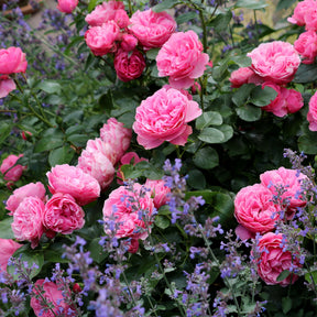 Rose 'Leonardo da Vinci' - Rosa floribunda Leonardo Da Vinci ® Meideauri - Willemse