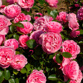 Rose 'Leonardo da Vinci' - Rosen - Nackte Wurzeln - Willemse