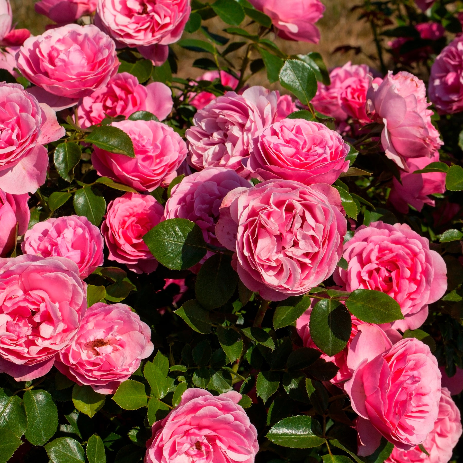 Rose 'Leonardo da Vinci' - Rosen - Nackte Wurzeln - Willemse