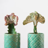 Korallen-Wolfsmilch 'Cristata' - Euphorbia lactea Cristata - Willemse