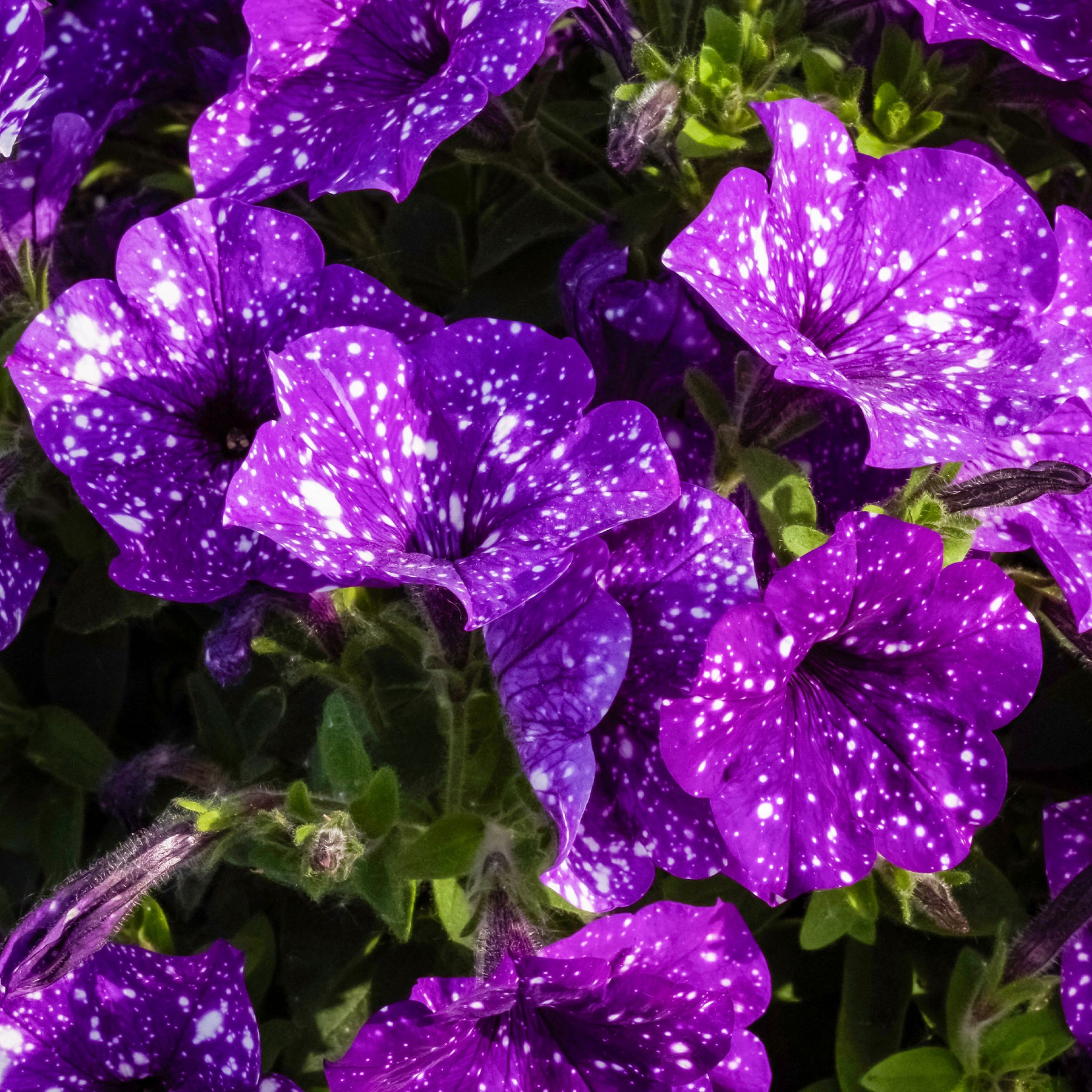 Petunien und Calibrachoa - Petunien 'Night Sky' (x3) - Petunia Nightsky