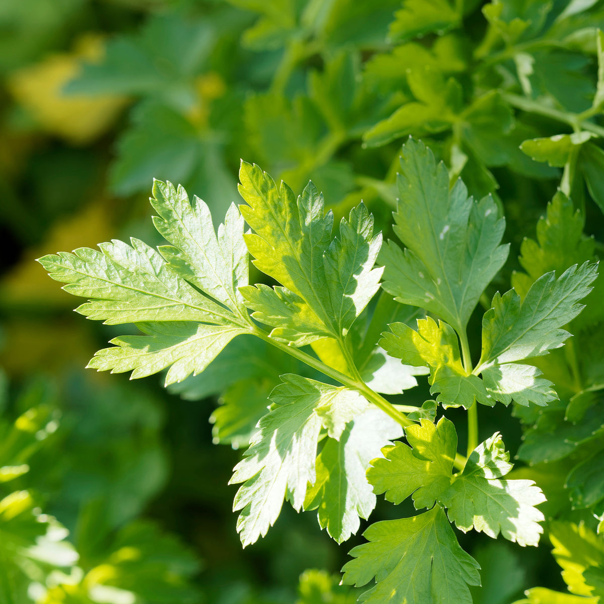 Petroselinum crispum Commun 2 - Petersilie Commun 2 - Petersilie