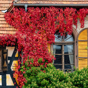 Selbstkletternde Jungfernrebe 'Engelmannii' - Parthenocissus quinquefolia 'engelmannii' - Willemse