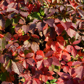 Selbstkletternde Jungfernrebe 'Engelmannii' - Robuste Pflanzen - Willemse