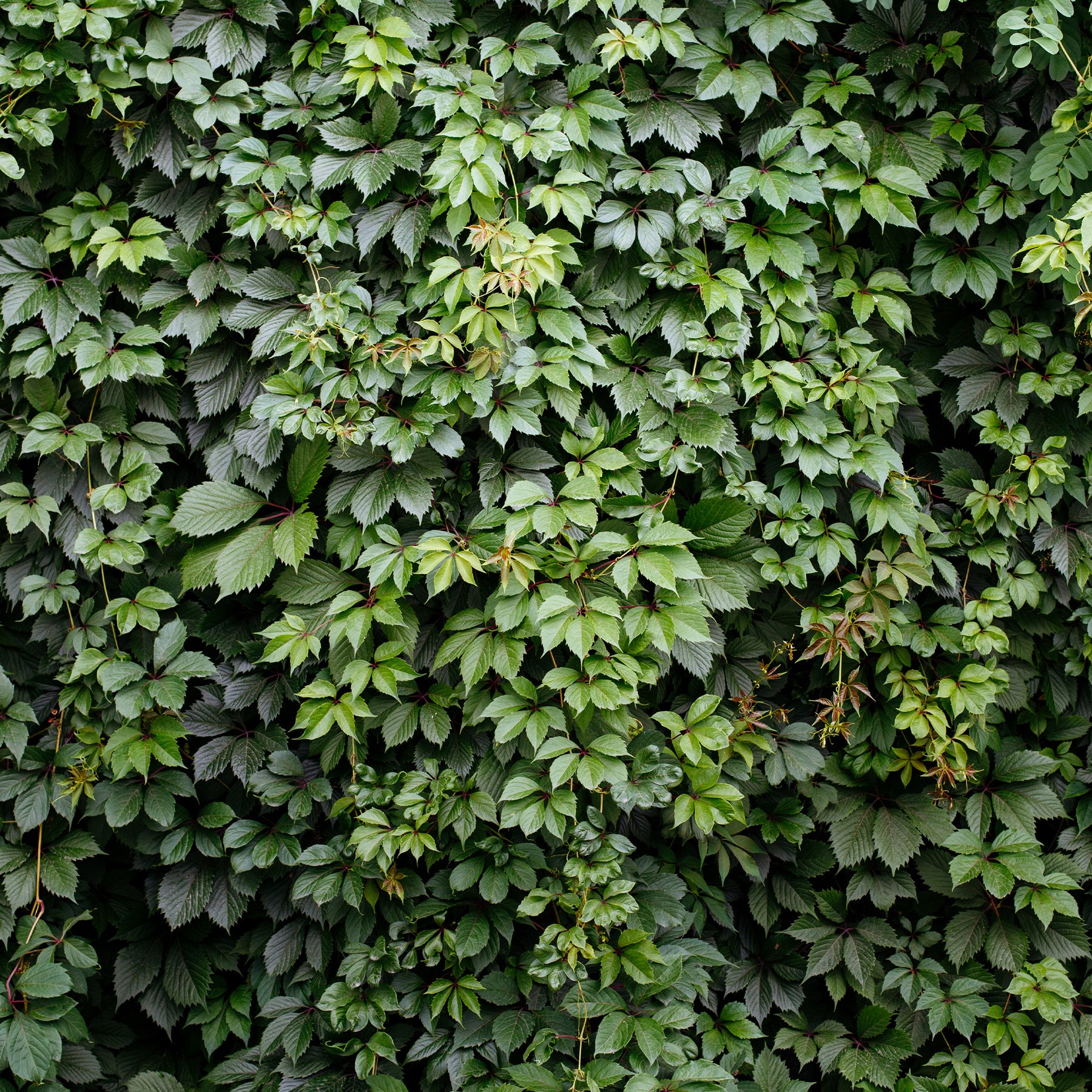 Verkauf Selbstkletternde Jungfernrebe 'Engelmannii' - Parthenocissus quinquefolia 'engelmannii'