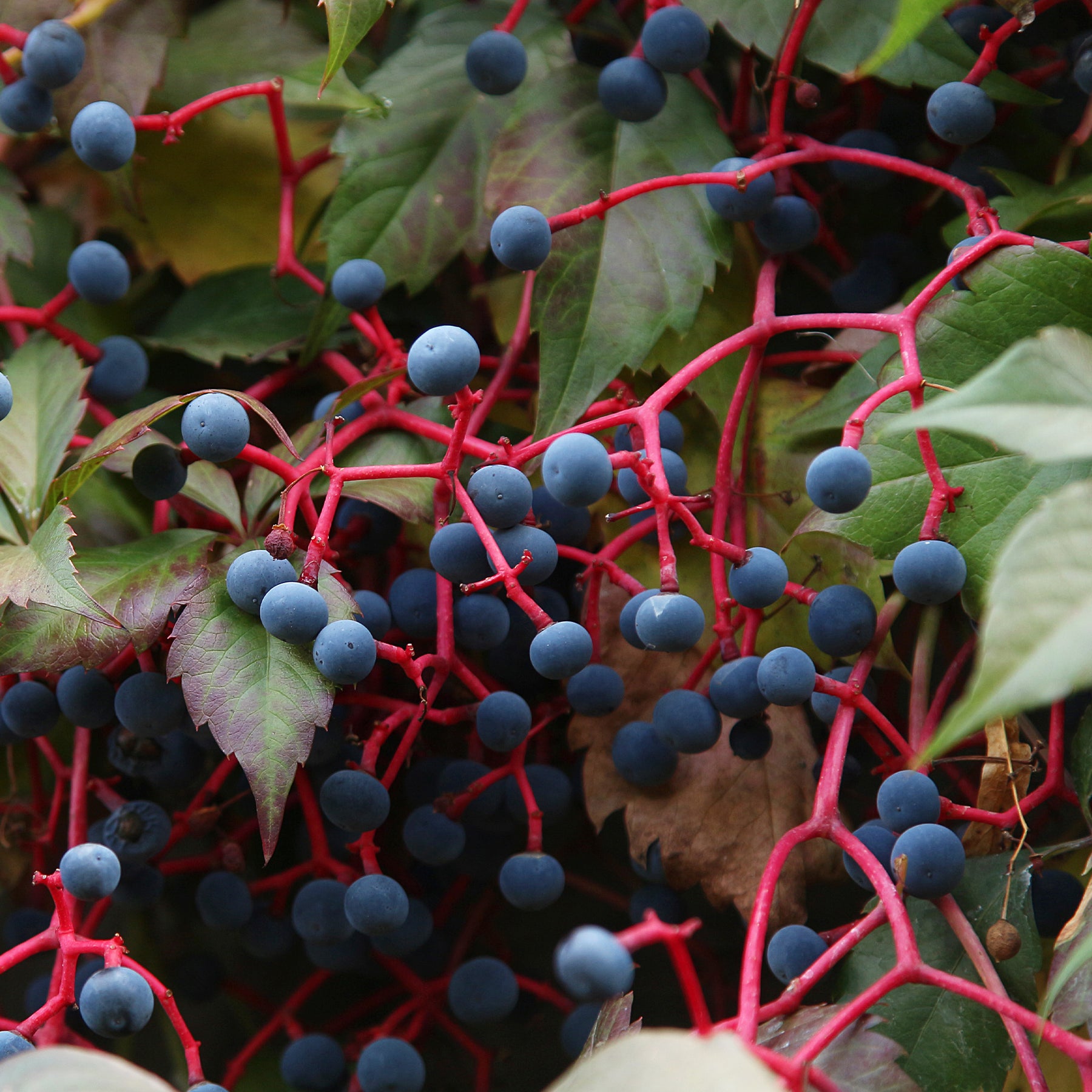 Verkauf Selbstkletternde Jungfernrebe 'Engelmannii'