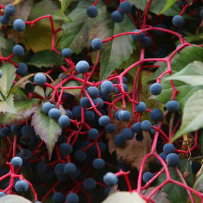 Verkauf Selbstkletternde Jungfernrebe 'Engelmannii'