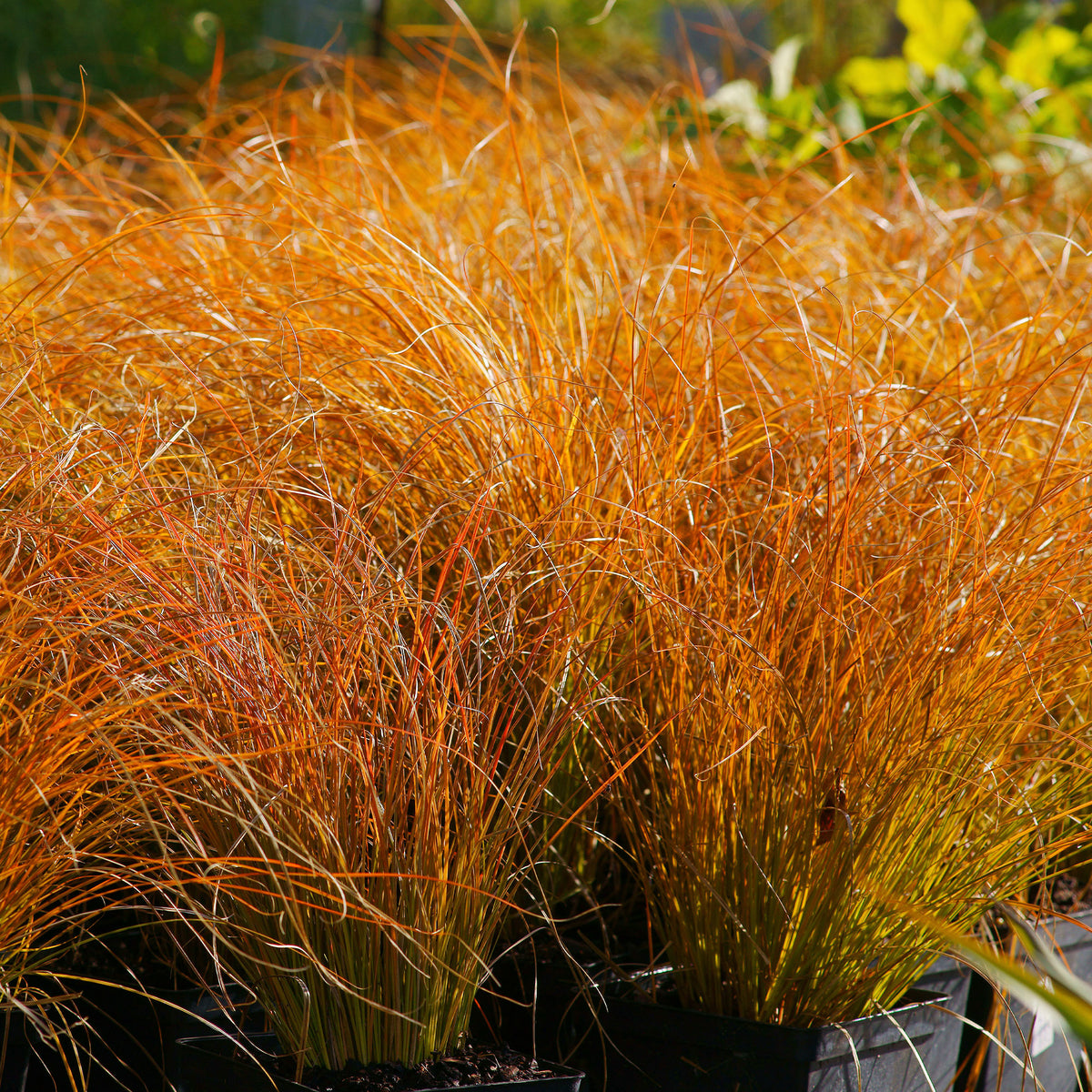 Carex testacea prairie fire - Rote Garten-Segge 'Prairie Fire' - Sumpfbinse - Carex