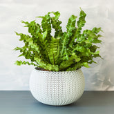 Nestfarn 'Crispy Wave' - Asplenium nidus crispy wave - Willemse