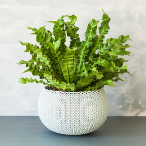 Nestfarn 'Crispy Wave' - Asplenium nidus crispy wave - Willemse