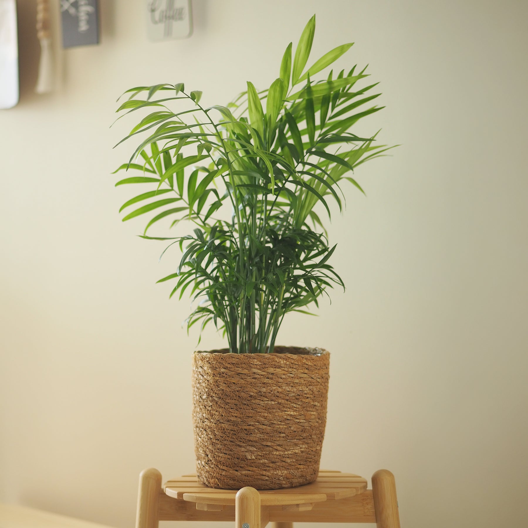 Bergpalme - Willemse