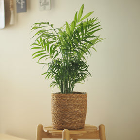 Bergpalme - Willemse