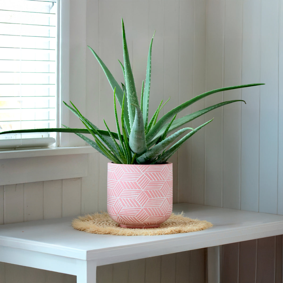 Aloe vera - Aloe vera - Willemse