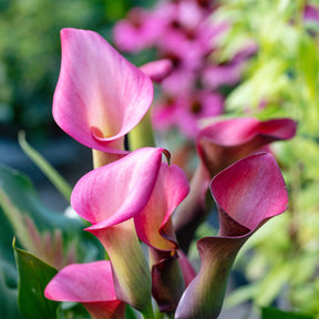 Zantedeschia rehmannii - Rehmann-Calla rosa (x2) - Aronstab-Zwiebeln