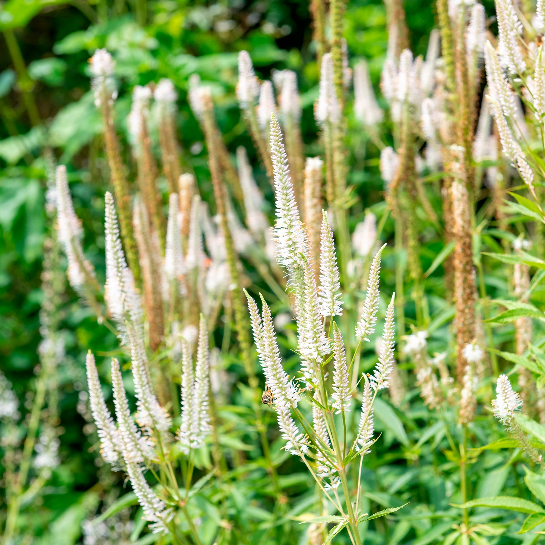  - 5 Stauden für eine Blumenwiese - Stauden