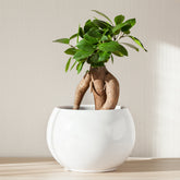 Ficus microcarpa ginseng - Bonsai Ficus 'Ginseng' - Ficus