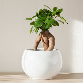 Ficus microcarpa ginseng - Bonsai Ficus 'Ginseng' - Ficus