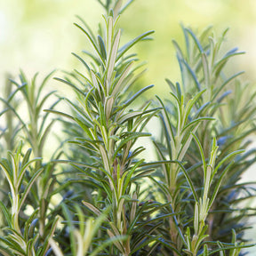 Verkauf Rosmarin - Rosmarinus officinalis