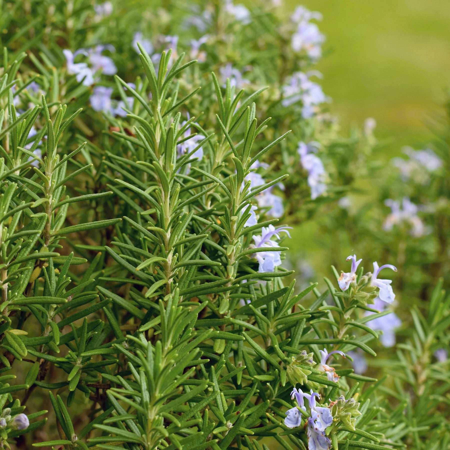 Rosmarin - Rosmarin - Rosmarinus officinalis
