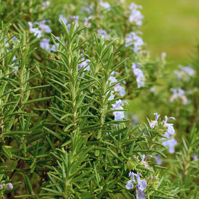 Rosmarin - Rosmarin - Rosmarinus officinalis