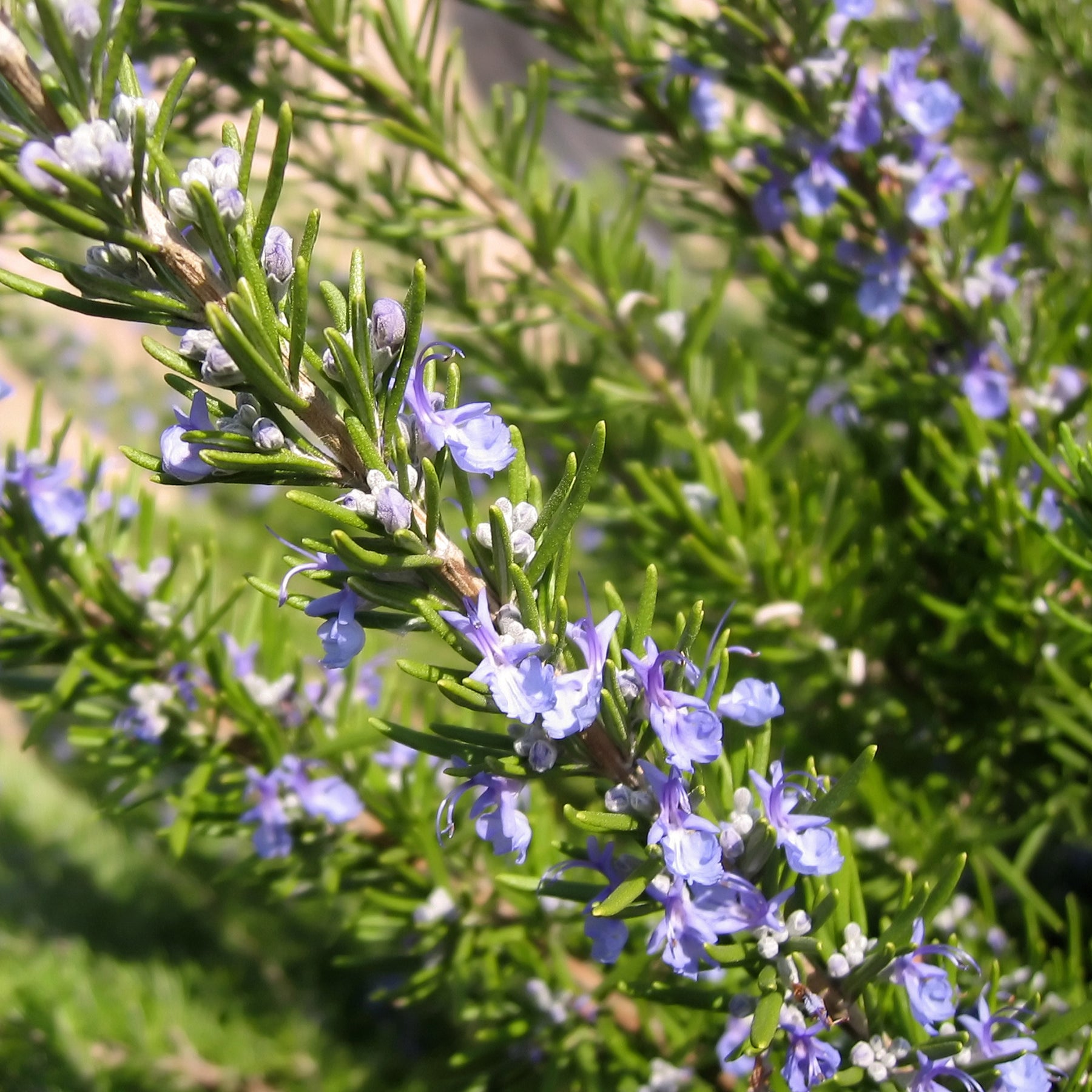Rosmarinus officinalis - Rosmarin - Rosmarin