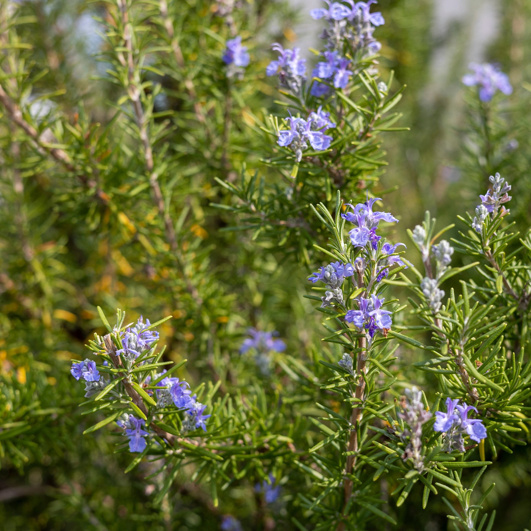 Rosmarin - Rosmarinus officinalis - Willemse