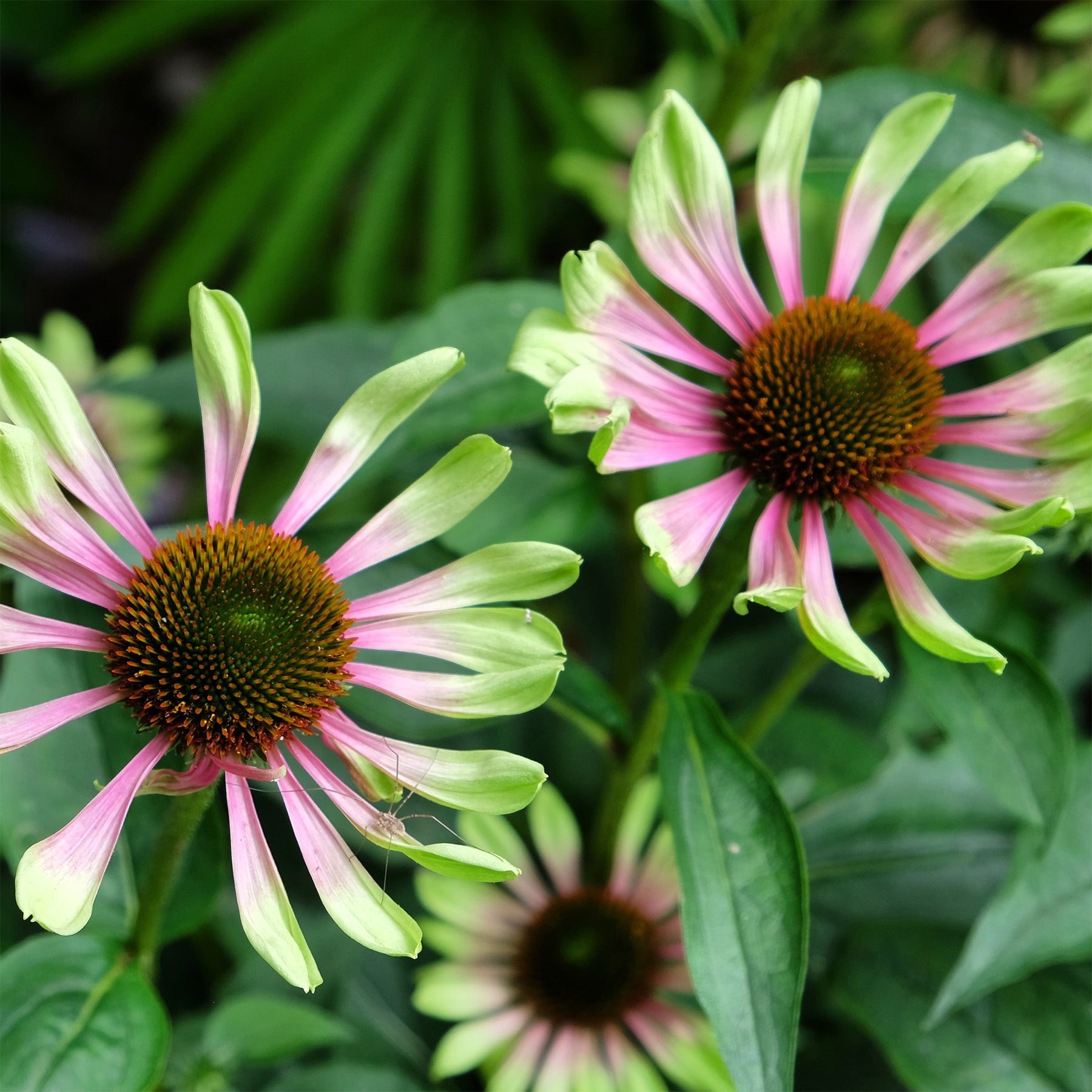 Sonnenhut 'Green Twister - Echinacea purpurea Green Twister - Willemse