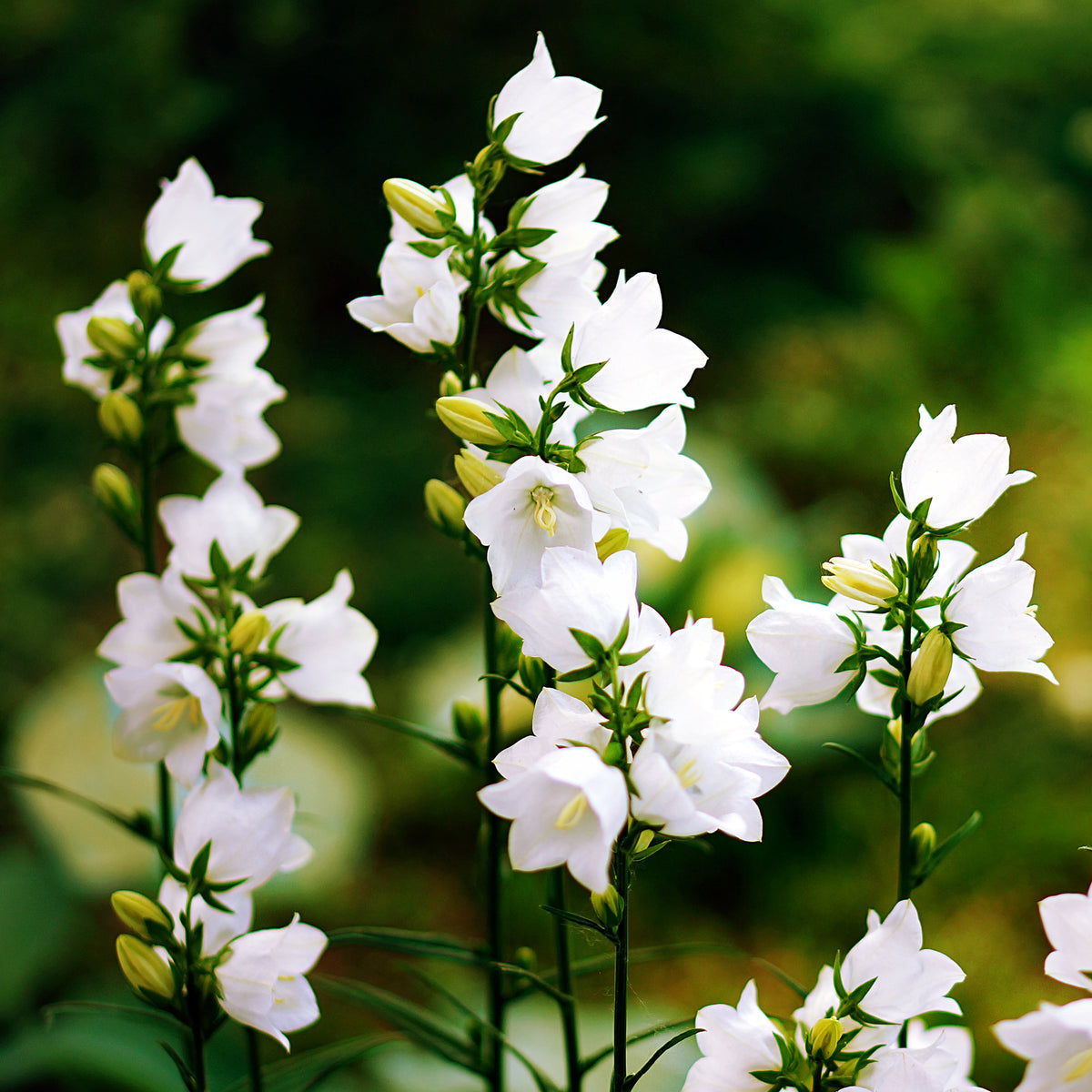 Karpaten-Glockenblume 'Alba'