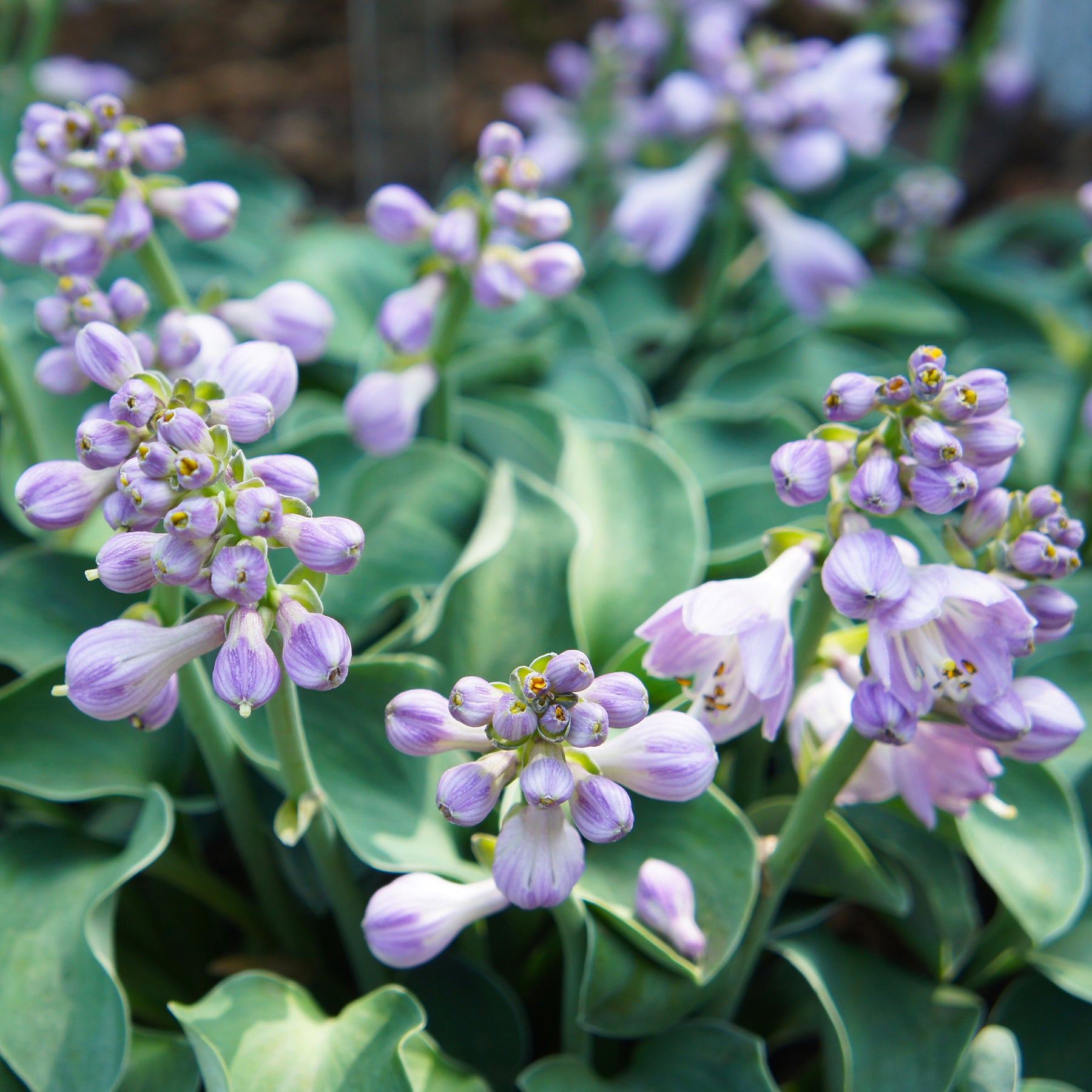 Hosta hybride blue mouse ears - Funkie 'Blue Mouse Ears' - Hosta - Funkie