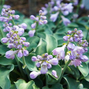 Hosta hybride blue mouse ears - Funkie 'Blue Mouse Ears' - Hosta - Funkie