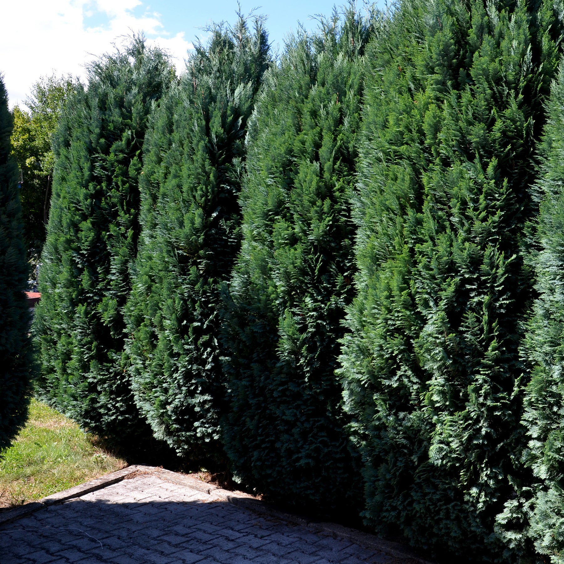 Nadelbäume - Scheinzypresse - Chamaecyparis lawsoniana Columnaris