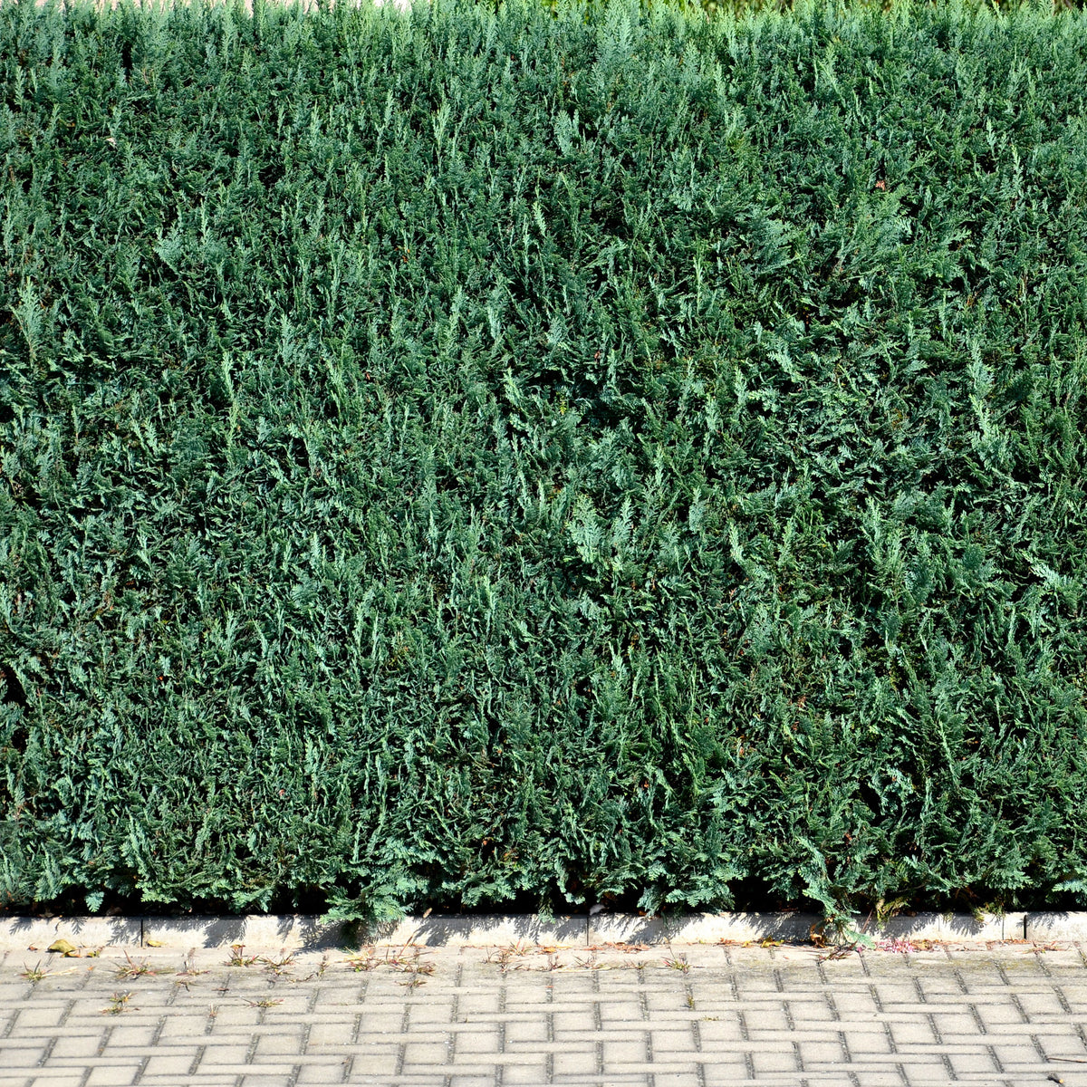 Chamaecyparis lawsoniana Columnaris - Scheinzypresse - Nadelbäume