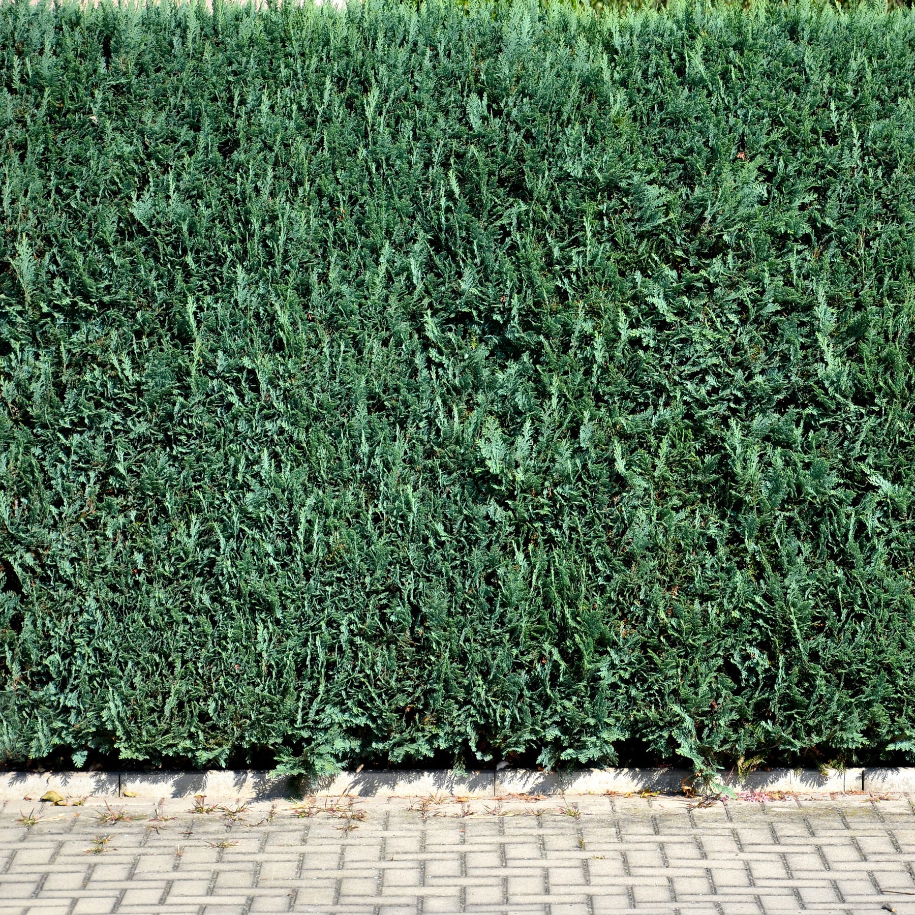Chamaecyparis lawsoniana Columnaris - Scheinzypresse - Nadelbäume