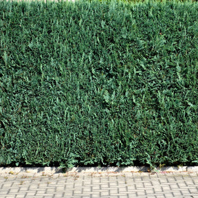 Chamaecyparis lawsoniana Columnaris - Scheinzypresse - Nadelbäume
