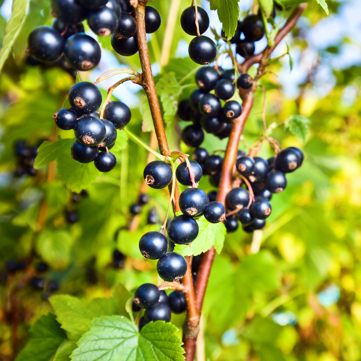 Schwarze Johannisbeere 'Ben Nevis' - Ribes nigrum Ben Nevis - Willemse