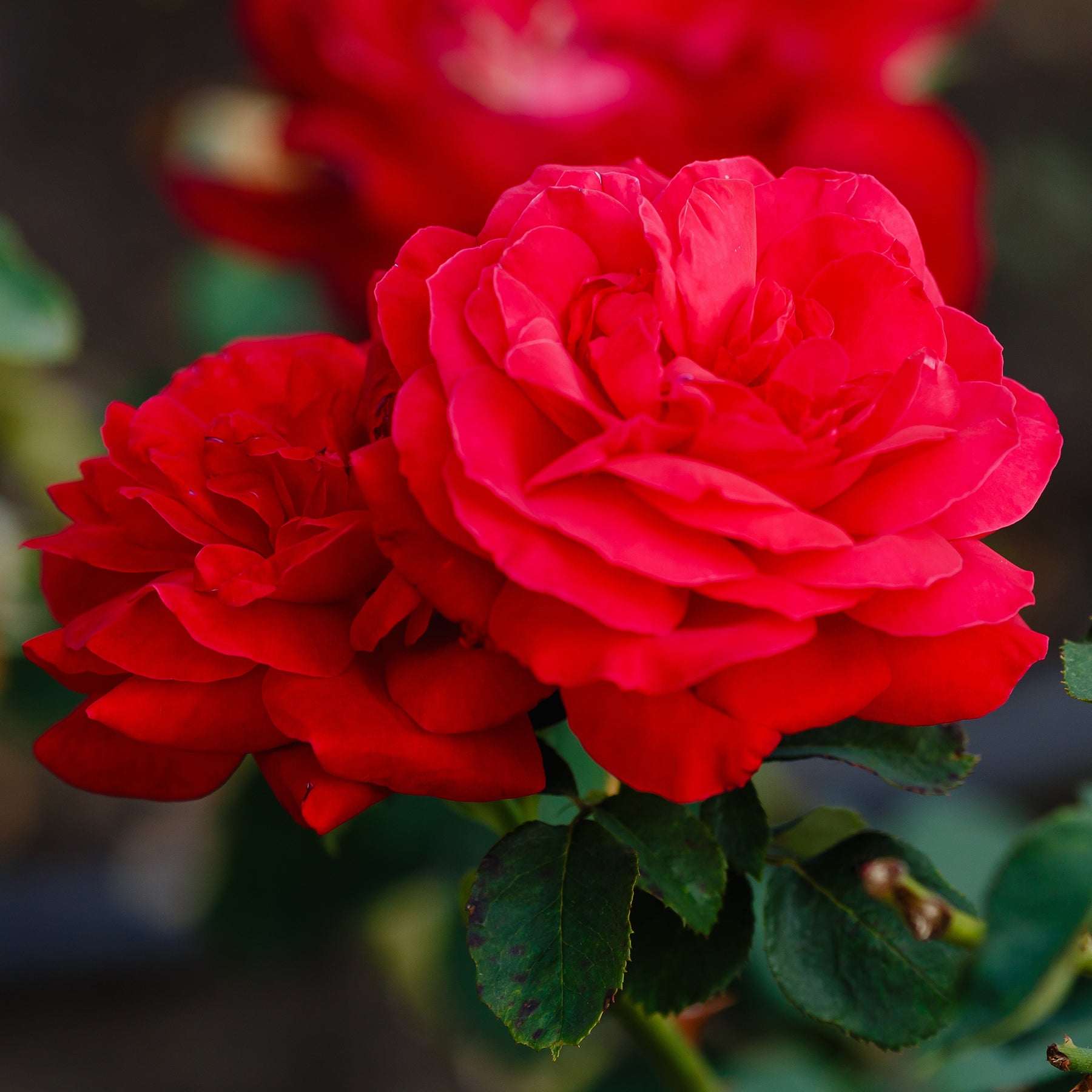 Verkauf Beetrose 'Dame de Cœur' - Rosa dame de cœur, rosa queen of hearts, rosa herz-dame