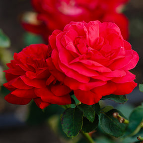 Verkauf Beetrose 'Dame de Cœur' - Rosa dame de cœur, rosa queen of hearts, rosa herz-dame