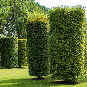 Carpinus betulus - Hainbuche - Hainbuche