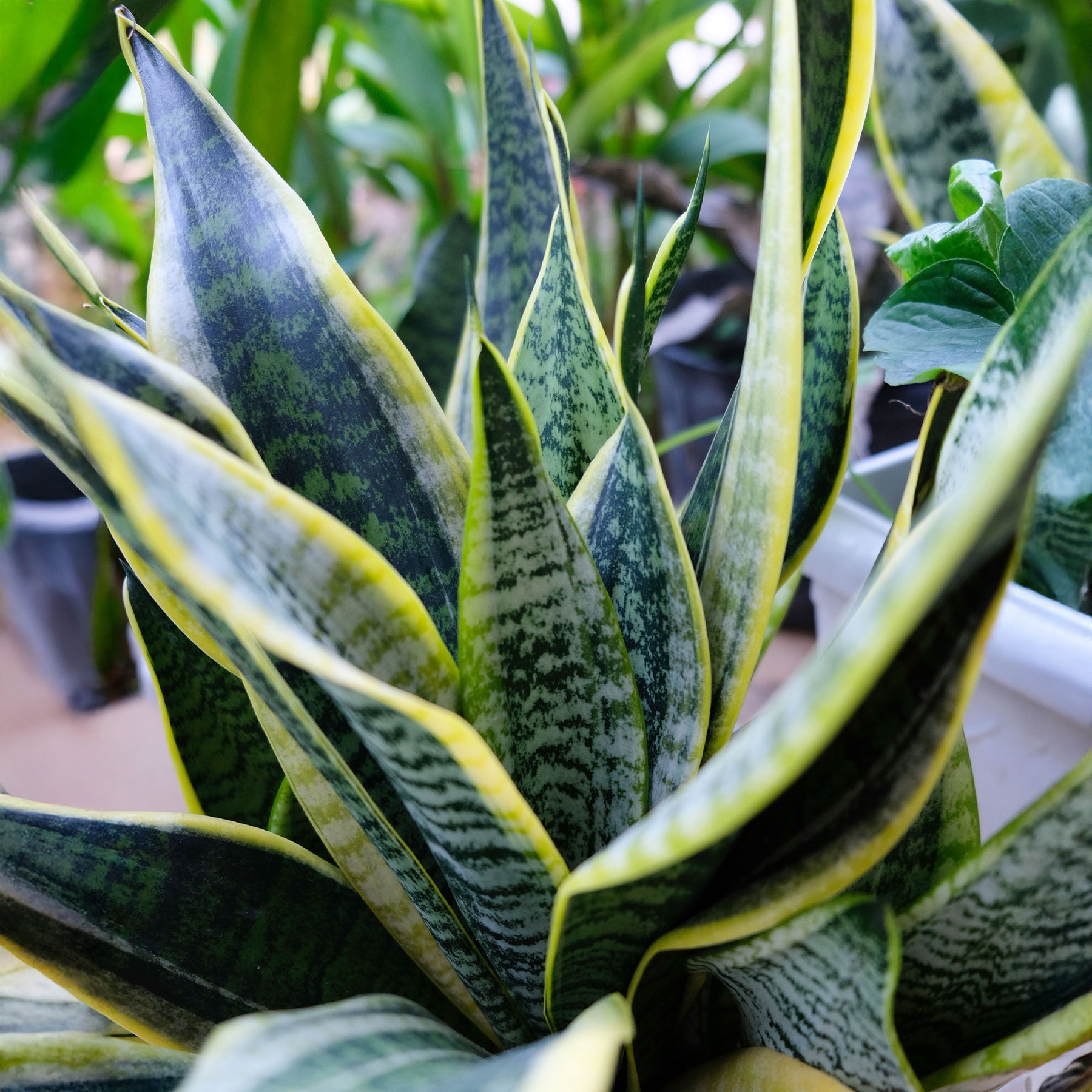 Bogenhanf Sansevieria - Sansevieria futura Superba - Willemse