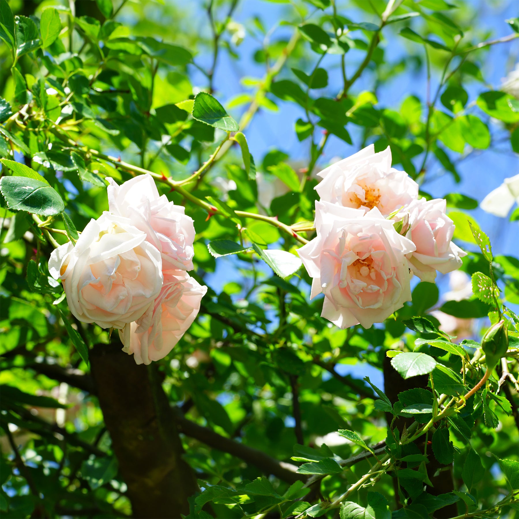 Kletterrose 'New Dawn' - Rosa new dawn - Willemse