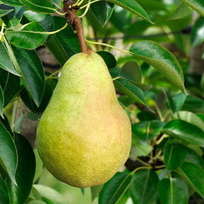 Birnenbaum 'Williams' - Pyrus communis William's ('bon chrétien') - Willemse