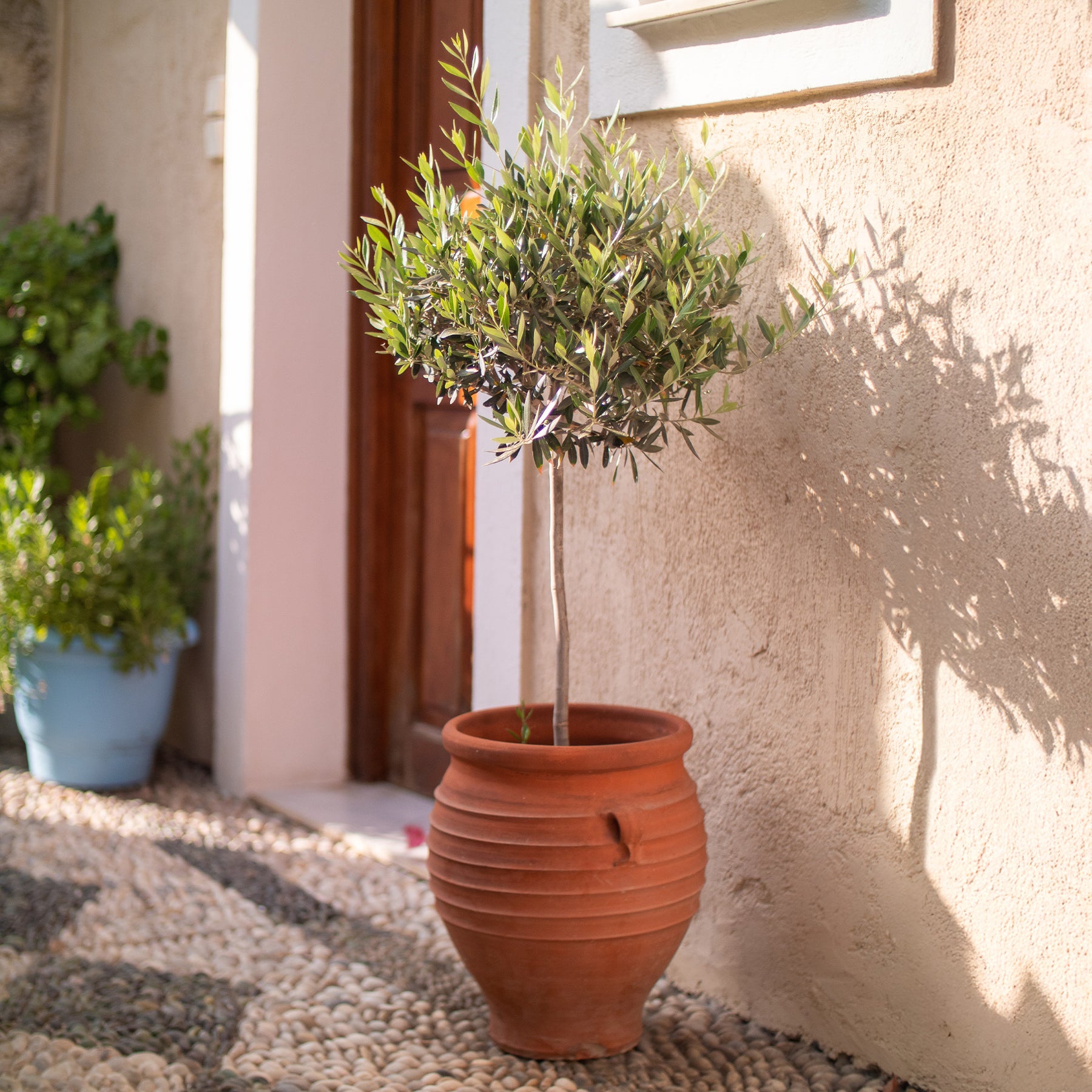 Olivenbaum auf Stamm - Willemse