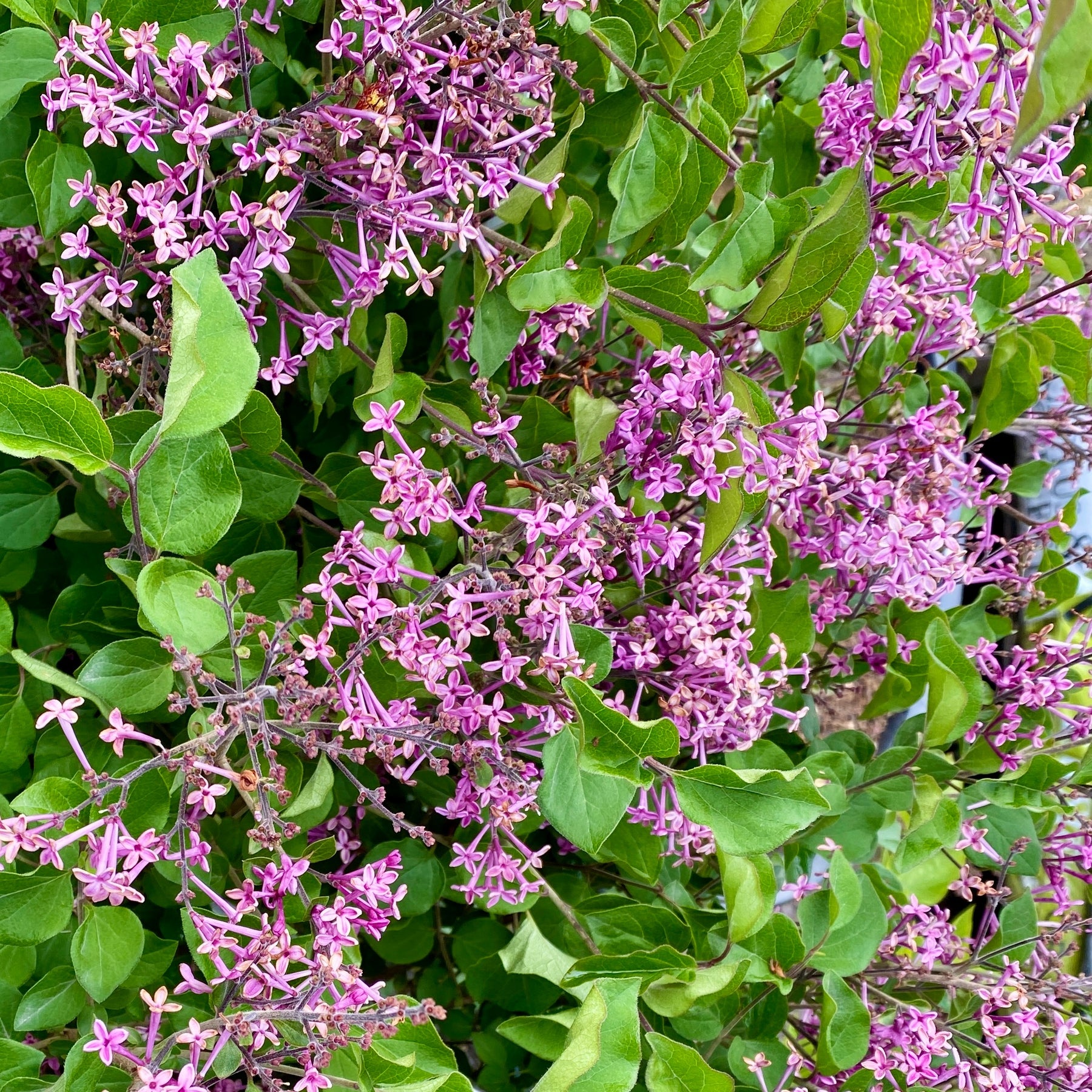 Herbstflieder 'Dark Purple' - Syringa pubescens microphylla Bloomerang Dark Purple - Willemse