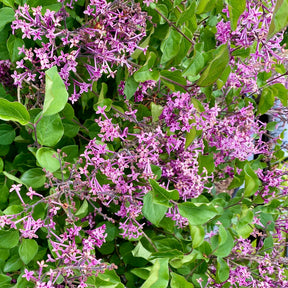 Herbstflieder 'Dark Purple' - Syringa pubescens microphylla Bloomerang Dark Purple - Willemse