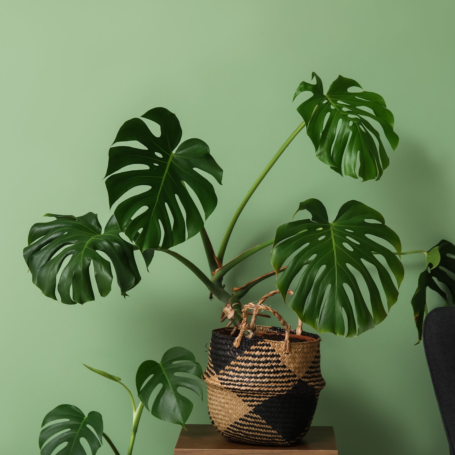 Monstera deliciosa - Monstera deliciosa - Lochpflanze - Monstera