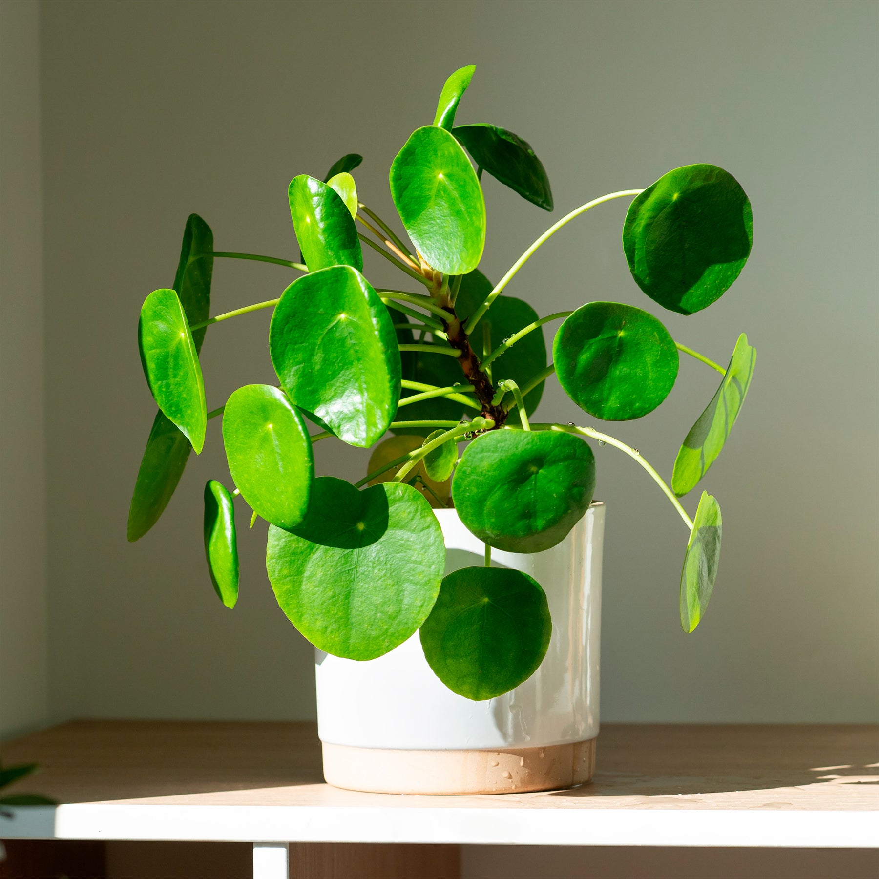 Pfannkuchenpflanze Pilea peperomioides - Willemse