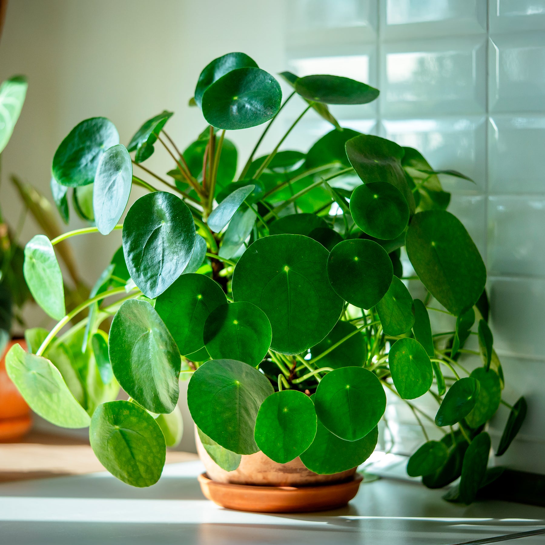 Grüne Zimmerpflanzen - Pfannkuchenpflanze Pilea peperomioides - Pilea peperomioides