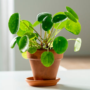 Verkauf Pfannkuchenpflanze Pilea peperomioides - Pilea peperomioides